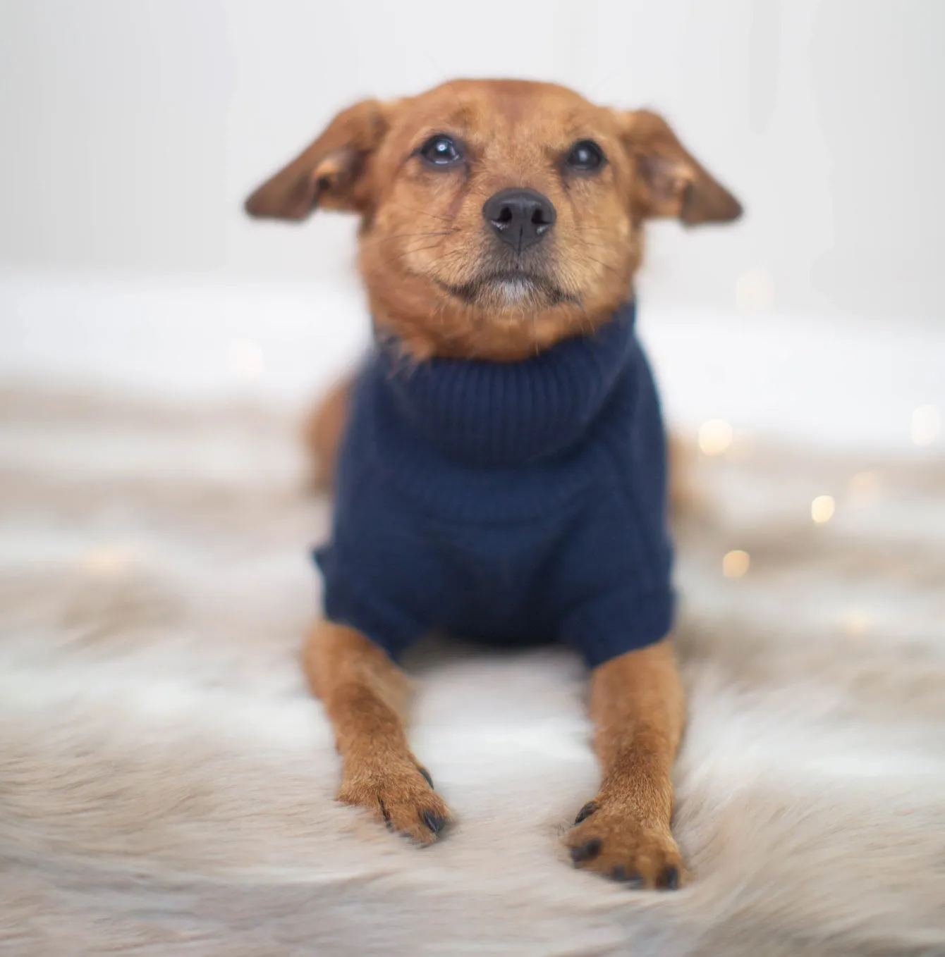 House of Paws Rainbow Christmas Jumper